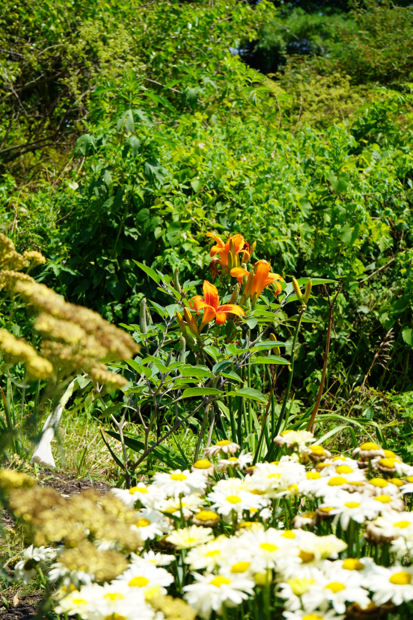Orange lilies and daisies