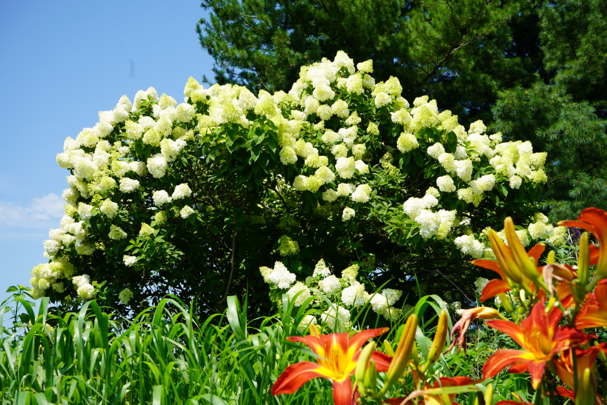White hydrangeas and orange lilies