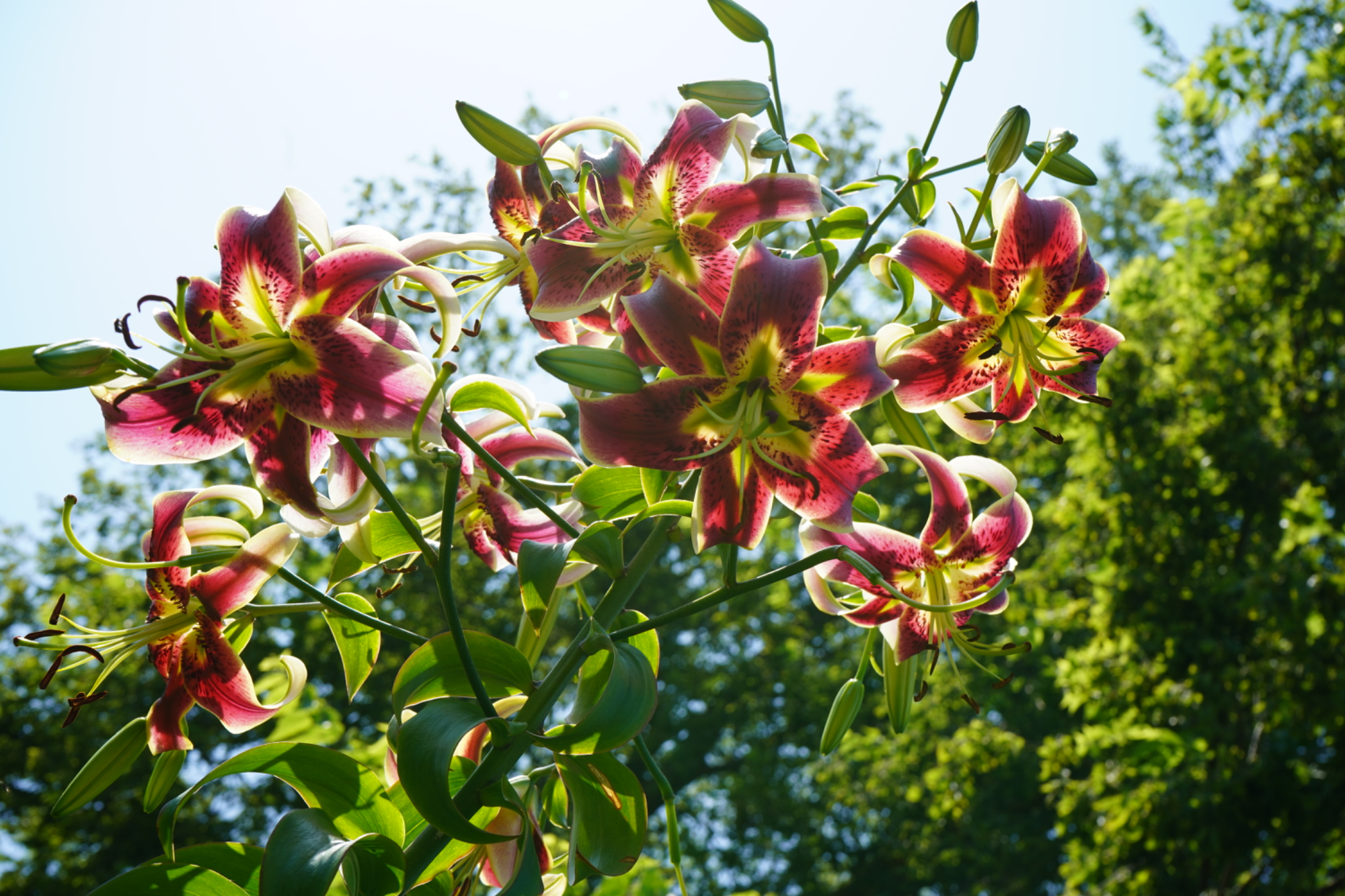 Tiger lilies backlit