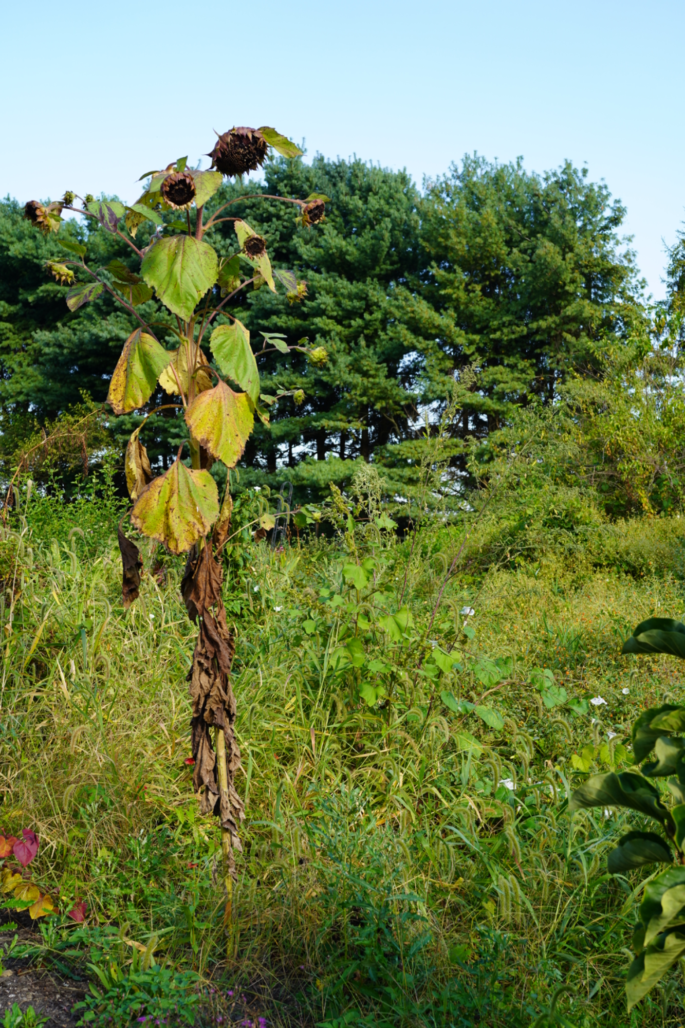 Dead sunflowers end of season