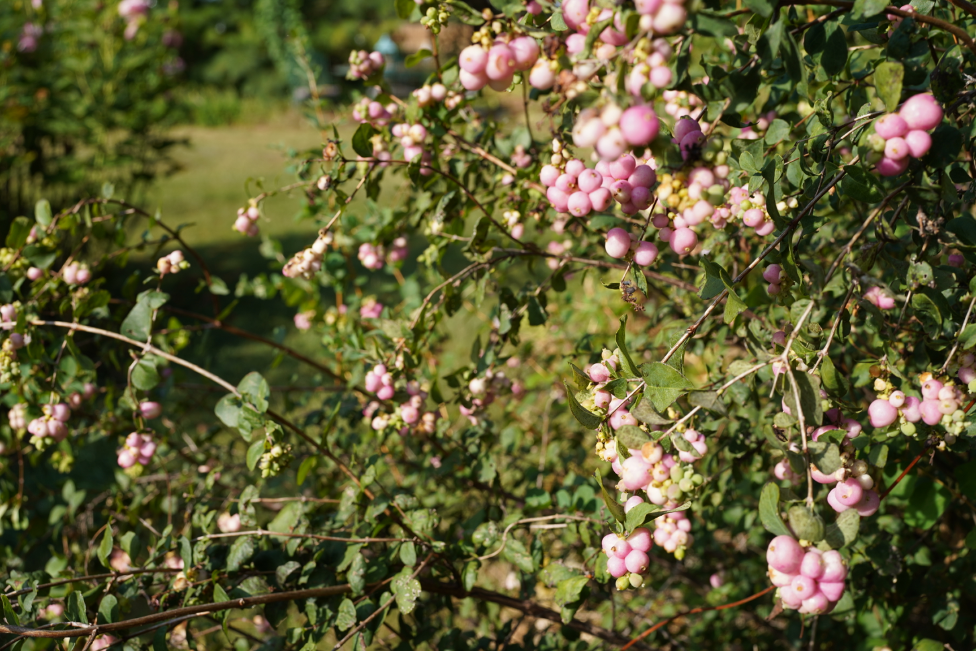 Pink berries on bush