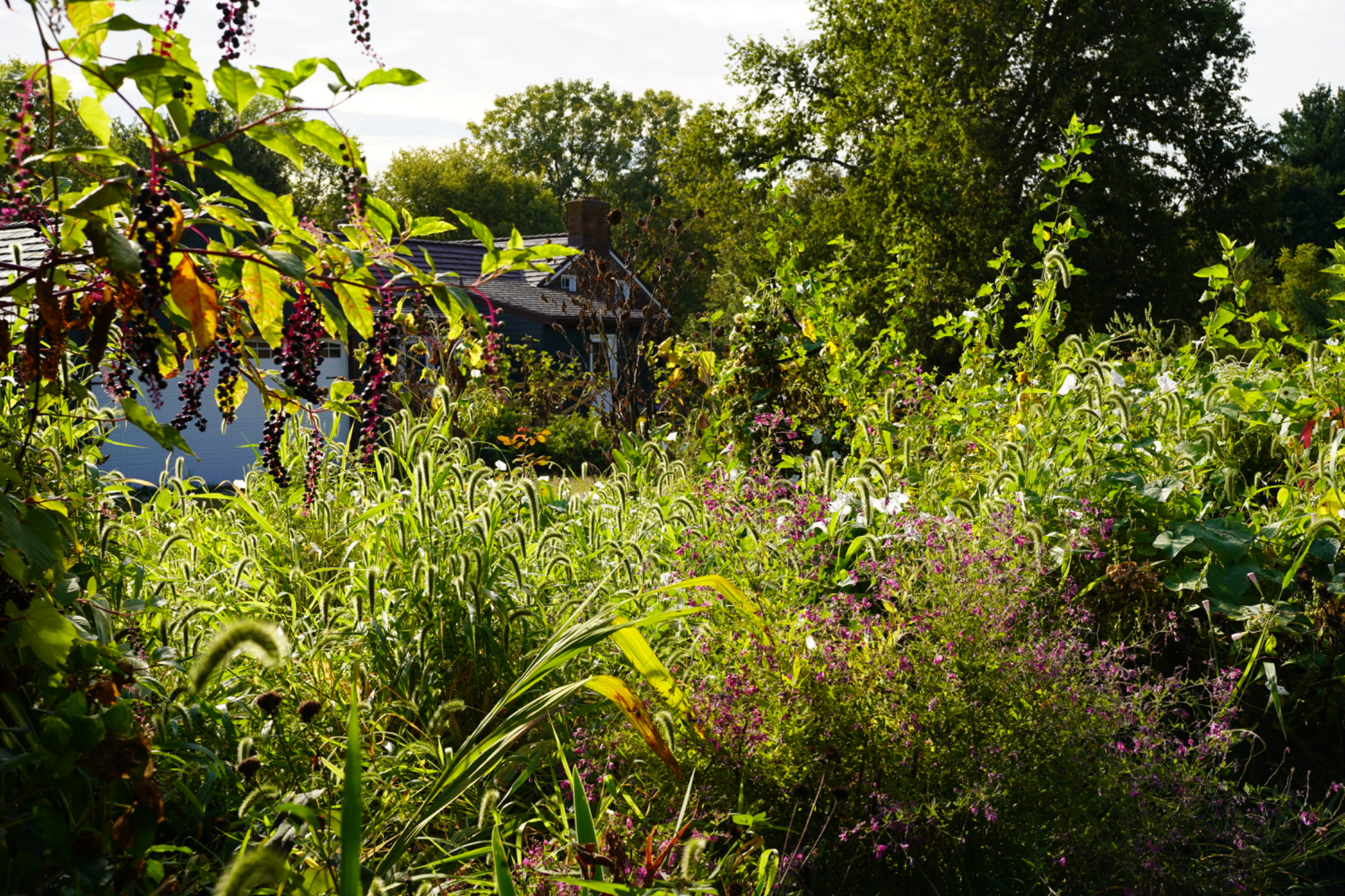 Overgrown garden with house